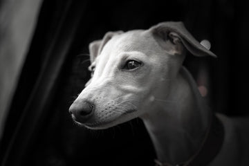 <em>Millie</em>