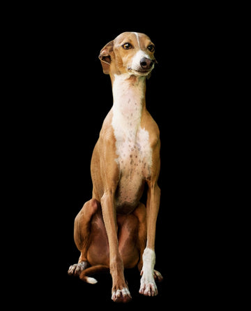 <em>Palomino</em>