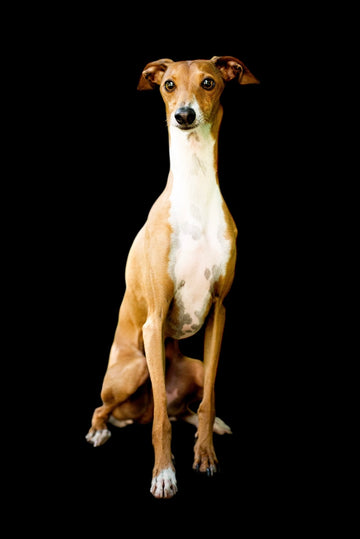 <em>Leopold</em>