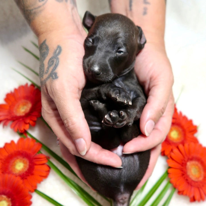 Blossom Bonino
