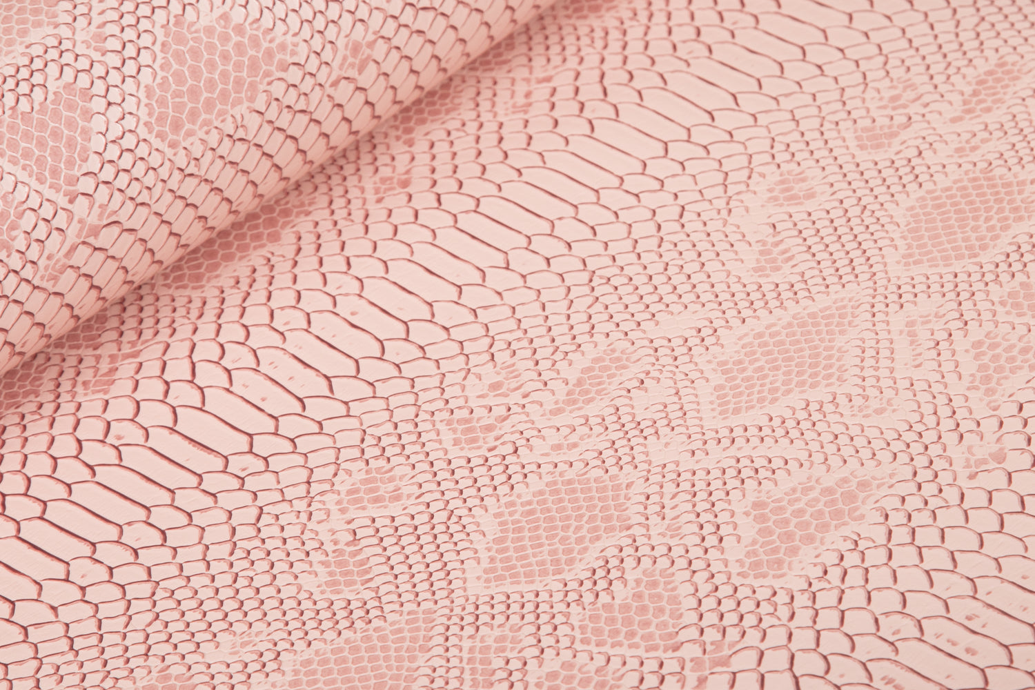 Crocodile rose